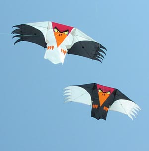 Vari Condor Kite Larry & Karen Green's Kites